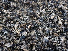 商洛柞水：全力推進木耳產業延鏈補鏈 ()
