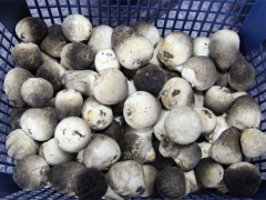 重慶巴南：高溫食用菌草菇畝產達1000公斤 ()