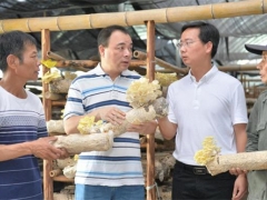 福建建甌：合作社引領 食用菌開出“致富花” ()