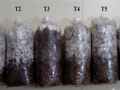 湖北省農科院食用菌團隊以桑枝和葛渣為基質栽培獲得高產高活性猴頭菇 ()