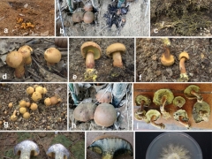 云南省熱帶作物科學研究所和海南醫學院發現世界上第二種可人工栽培的牛肝菌——中華腐生牛肝菌 ()