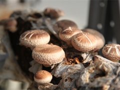 上海市農業科學院食用菌研究所揭示香菇從栽培到采后加工風味形成機理 ()