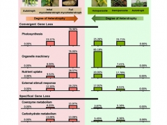 昆明植物所植物與其他生物互作團隊揭示菌異養植物天麻和寄生植物基因丟失的趨同進化 ()