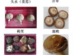 湖北省農科院食用菌團隊采用物理保鮮技術提高香菇物流貯運品質 ()