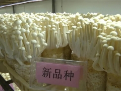 福建農林大學（古田）菌業研究院：持續示范推廣新品種 助力食用菌產業提質增效 ()