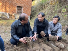 中科院微生物研究所、湖北省中醫院專家教授赴黃岡英山、羅田茯苓基地開展調研工作 ()