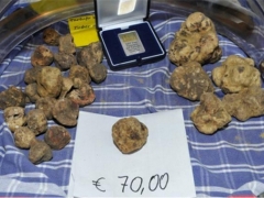 中國科學院昆明植物研究所發現白塊菌（白松露）新物種 ()