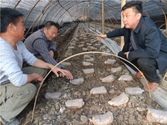 把論文寫在菇棚里：邊銀丙教授赴房縣指導羊肚菌栽培技術 ()
