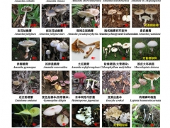 緊急擴散！高達400多種，嚴重可致死！ ()