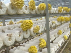 羅甸：食用菌迎來豐收季 產業興旺正當時 ()