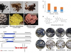 平菇也能穿花衣？科學家揭示菌蓋顏色調控機制 ()