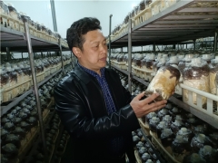 王卓仁赴宜昌考察天麻產業發展 ()