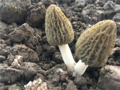 喜憂參半羊肚菌栽培！今年還值得入局嗎？ ()