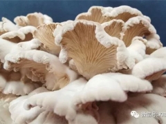 “航天菌種”拓寬高原特色食用菌育種創新路 ()