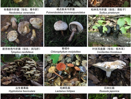 一年2000多人中毒，云南省衛健委緊急預警！ ()
