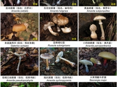 它上榜“毒菌”名單！云南人卻說：心頭愛 ()