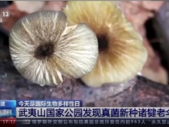 福建武夷山：國家公園發現真菌新種諸犍老傘 ()