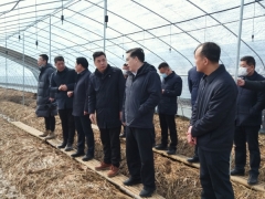 仙桃市委書記和市長到仙桃市張溝鎮考察大球蓋菇栽培基地