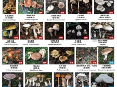 野生菌中有“兩大殺手” 其中一大殺手今年首次現身四川 ()