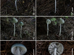 寧夏六盤山國家森林公園發現真菌新種“藍灰小菇” ()