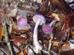 真實版“藍瘦香菇” 近藍紫絲膜菌現身景寧 ()