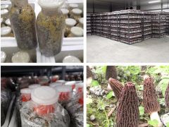 2022秋季羊肚菌栽培產前準備正當時 ()
