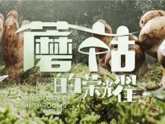中國菌物學會發起出品紀錄片《蘑菇的榮耀》即將首播 ()