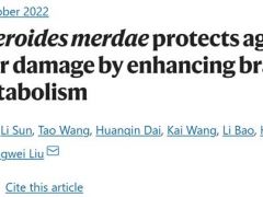 中科院微生物所研究揭示，靈芝雜萜衍生物可通過調節糞副擬桿菌及支鏈氨基酸，對抗動脈粥樣硬化 ()