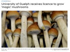 加拿大安省知名大學獲批培育“迷幻蘑菇”！研究醫療價值！ ()