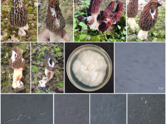 中國科學院昆明植物所在羊肚菌真菌性病害研究方面取得新進展 ()