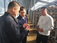香菇品種改良崗位聯合唐山試驗站赴遷西縣調研“申香1504”生產示范基地 ()