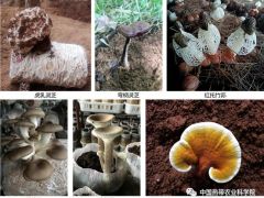中國熱科院創建食用菌生態循環模式 助力海南農業綠色發展 ()