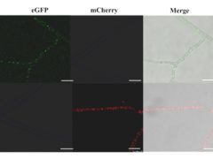 華中農大應用真菌團隊在梯棱羊肚菌遺傳轉化研究上取得突破 ()