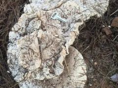 福建尤溪：發現野生金福菇 ()