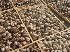 湖北省農科院制定香菇品質評價規范 首次將營養功能指標納入標準 ()