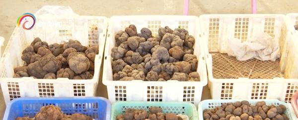 羊肚菌大降價！松露價格漲一倍，約2000元/公斤...