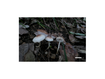 食用菌所在上海佘山發現特有大型真菌新物種 ()