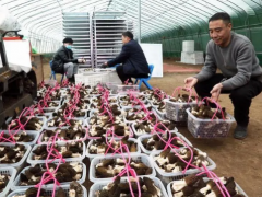 河南寶豐：小小食用菌 助力興鄉村 ()