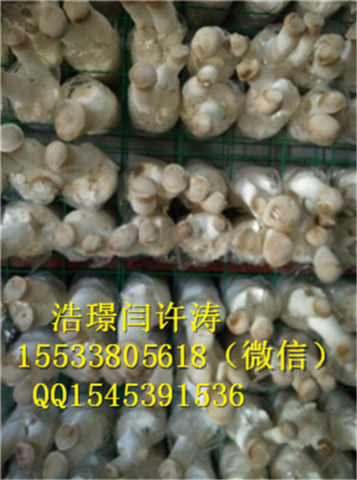 山東食用菌網格