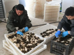 北京市順義區：“京牌”羊肚菌進入盛產期 超15萬斤羊肚菌上市 ()