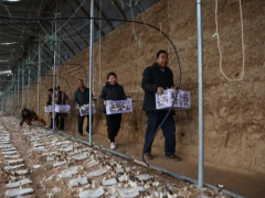 河南三門峽：同村發小種下羊肚菌 一起迎來豐收喜悅 ()