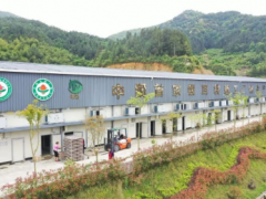 寧德古田：菌香四溢成就“小菌大業” ()