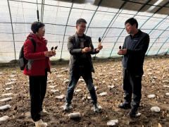 京產羊肚菌進入盛產期 預計15萬斤以上鮮羊肚菌上市 ()