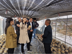 上海農科院食用菌研究所專家赴云南玉溪農業職業技術學院開展調研指導 ()