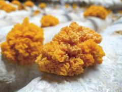 甘肅武威涼州食用菌產業鼓起農民“錢袋子” ()