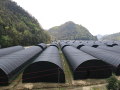 貴州獨山縣：香菇收獲采摘忙 產業發展更興旺 ()