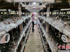小蘑菇開出“致富花” 江西南昌食用菌產業拓寬鄉村振興發展路 ()