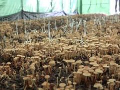 津市新洲鎮：食用菌煥發鄉村振興新“蘑”力 ()