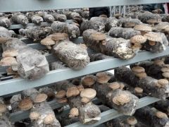 遼寧岫巖的香菇全產業鏈發展之路 ()