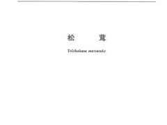 《松茸》國家標準獲批準發布 ()